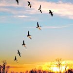 bc-birds-flying-v-trims-art-g4vqkhgv-1geesevformation