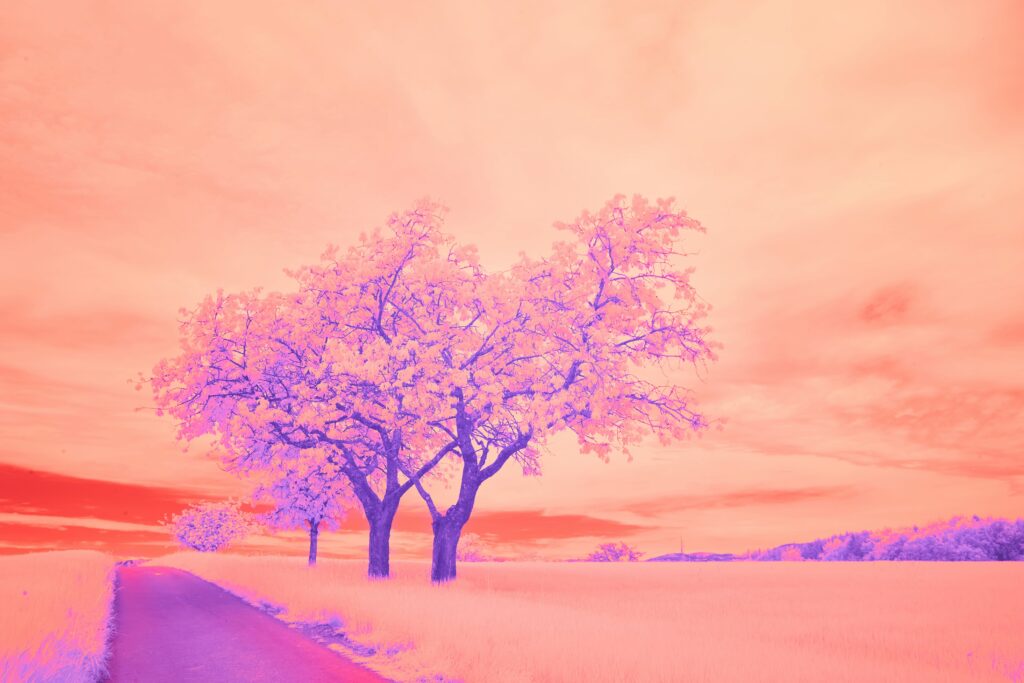 A surreal but lovely stark landscape photo features a pink sky and purple trees. 